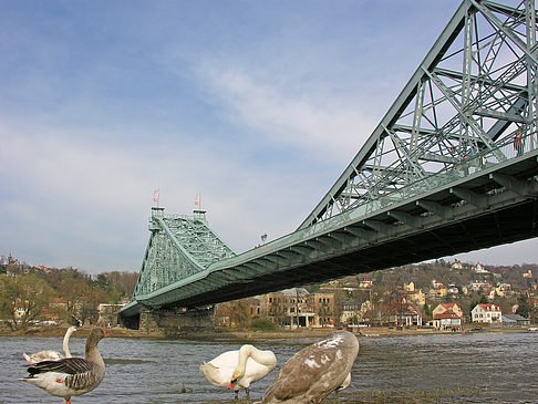 Foto Blaues Wunder - Dresden