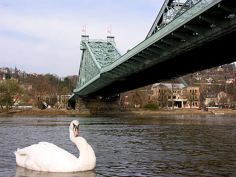 Foto Blaues Wunder - Dresden