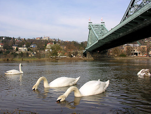 Foto Blaues Wunder - Dresden