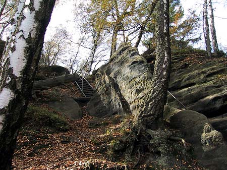 Foto Im Wald der sächsischen Schweiz - 
