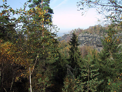 Im Wald der sächsischen Schweiz