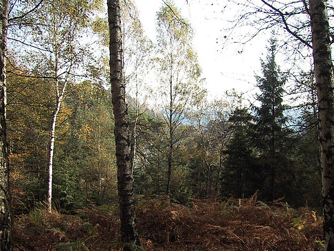 Im Wald der sächsischen Schweiz