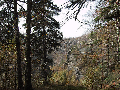 Im Wald der sächsischen Schweiz