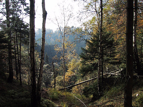 Im Wald der sächsischen Schweiz