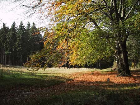 Wanderwege im Wald