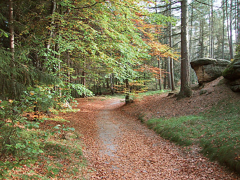 Wanderwege im Wald Foto 