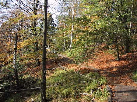 Fotos Wanderwege im Wald