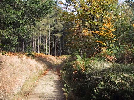 Fotos Wanderwege im Wald