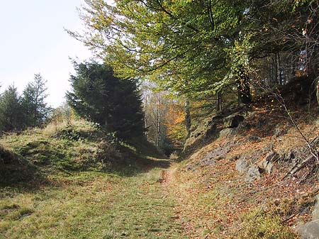 Foto Wanderwege im Wald